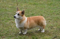 happyheartcorgiasway