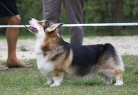 mapleleafwisustheknightinblack